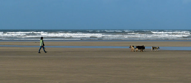 low tide at westward ho walking a dog on the beach